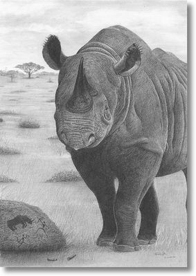 Rhino.jpg