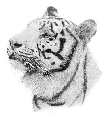 Tiger.jpg