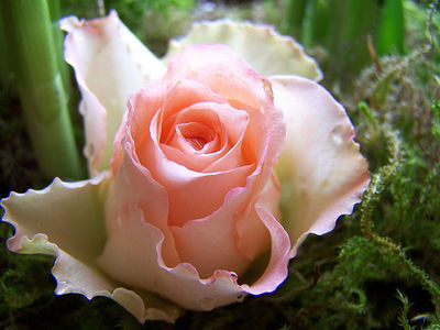 mURI_temp_7d340a30.jpg