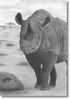 Rhino.jpg