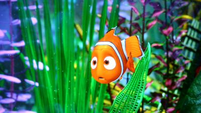 nemo.jpg